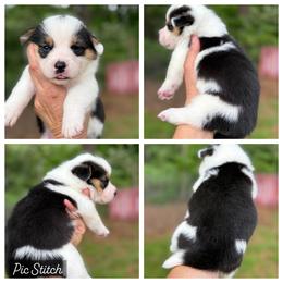 Mismark- full tail - Black and white female American Corgi puppy in Nashville, Arkansas from Whisenhunt Farms