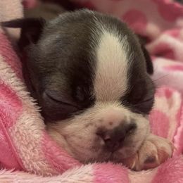 Boston Terriers from Bosco’s Bostons