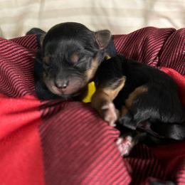 Yellow-Buttercup - Black and gold female Yorkipoo puppy in Clover, South Carolina from Cudi’s Buddies