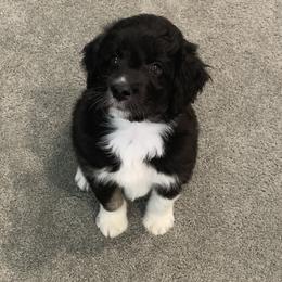 Aussiedoodle Puppies from North 40 Aussiedoodles