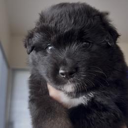 Black Tri - Black tri male Miniature American Shepherd puppy in Kamuela On The Big Island, Hawaii from Royal Hawaiian Aussies LLC