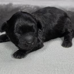 Valentino - Black male Shihpoo puppy in Delphos, Ohio from Route 66 Poodles & Doodles, Sapphire Shih-tzu's of Ohio