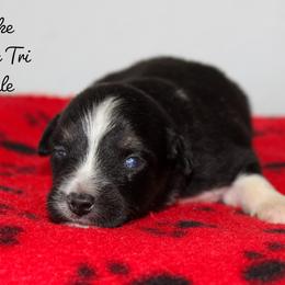 Duke - Black tri-color male Australian Shepherd puppy in Crane, Missouri from Westrip Angus & Aussies
