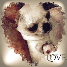 Chihuahua Puppies from Jamie's Chihuahuas