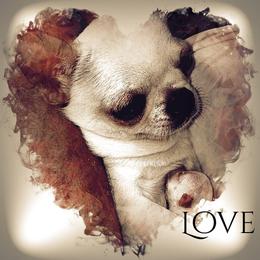 Chihuahua Puppies from Jamie's Chihuahuas