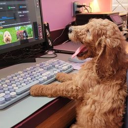 Goldendoodle Puppies from Lucky's Doodlez