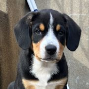 Entlebucher Mountain Dog Puppies from Ironclad