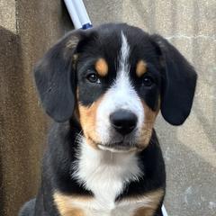 Entlebucher Mountain Dog Puppies from Ironclad