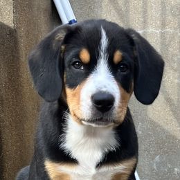 Entlebucher Mountain Dog Puppies from Ironclad