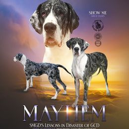 Mayhem - Great Dane