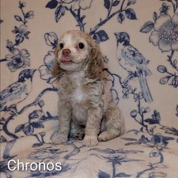 Chronos - Silver male Cockapoo puppy in Sunset, Louisiana from Cano Cockapoos