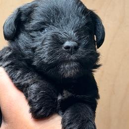 Green - Black male Miniature Schnauzer puppy in Sparta, North Carolina from New River Miniature Schnauzers