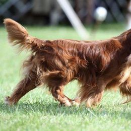 Cavalier King Charles Spaniels from SnowToz Cavaliers