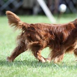 Cavalier King Charles Spaniels from SnowToz Cavaliers