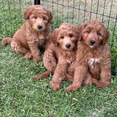 Whoodle All Grown Up from Perri’s Whoodles