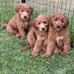 Whoodle All Grown Up from Perri’s Whoodles