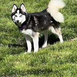 Ebony - Pomsky