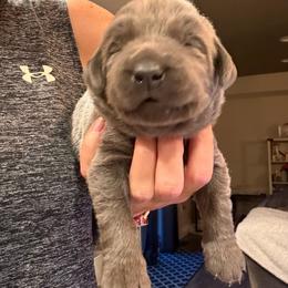 Lime Green- Charcoal Male - Charcoal male Dilute Retriever puppy in Marion, Illinois from Summer Lovin’ Labradors of Southern Illinois