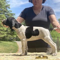 Black & White Girl - Yellow - Black and white Pointer puppy in Olympia, Washington from Birdsboro Pointers