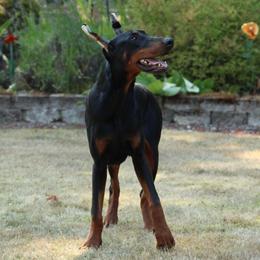 Captain - Doberman Pinscher