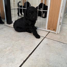 Pluto - Black male Poodle puppy in Fort Lauderdale, Florida from SoFlo Standard Poodles