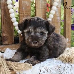 Miniature Schnauzer and Poodle Puppies from Crystal Rose Canines