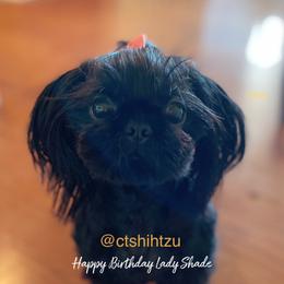 Shih Tzu puppies from Crown & Tress Shih Tzu