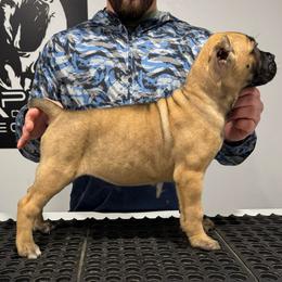 Female 4 - Fawn female Cane Corso puppy in Cashion, Oklahoma from APEXOK Cane Corsos LLC