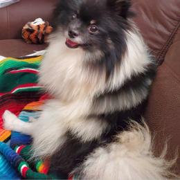 Dolly - Tri-colored female Pomeranian puppy in Wilmington, North Carolina from Sparkle Plenty Poms