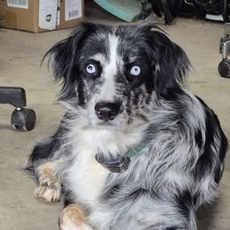 Indie - Australian Shepherd