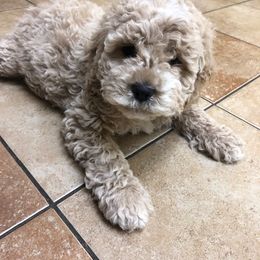 Cockapoo Puppies from Maple’s Cockapoo Puppies