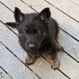Boy 4  Bi-color 2,500 dollars - Bi-color male German Shepherd puppy in Hollis Center, Maine from Noble German Shepherds of Maine