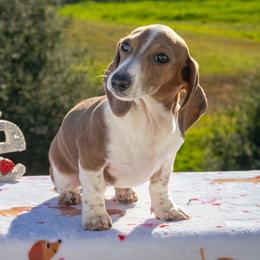 Minty Zaki - Piebald female Dachshund puppy in Temecula, California from Naomi Magee's Dachshund Kennel