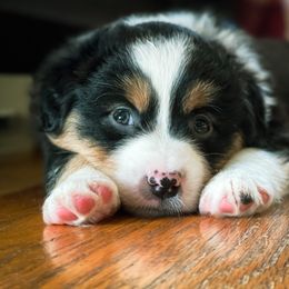 Miniature American Shepherd Puppies from Stones River Miniature American Shepherds