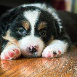Miniature American Shepherd Puppies from Stones River Miniature American Shepherds