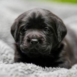 Purple Collar - Black female Labrador Retriever puppy in West Newbury, Massachusetts from Riverfront K9