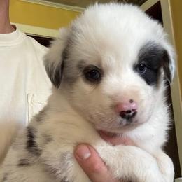 Ryder - Blue merle male Australian Shepherd puppy in New Houlka, Mississippi from Skuna River Ranch