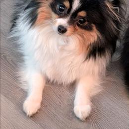Diva - Pomeranian