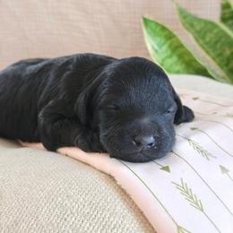 Female 3 - Black female Goldendoodle puppy in Mohnton, Pennsylvania from Stony Meadow Puppies