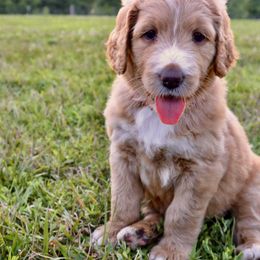 Saint Berdoodle Puppies from Highland Ridge Doodles