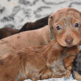 Dachshund Puppies from Sparkles & Spurs Mini Dachshunds