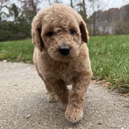 Heffalump - Green - Red  female Goldendoodle puppy in Kent City, Michigan from Hannah Mae Doodles