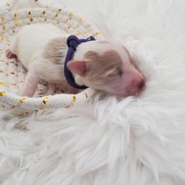Miss Purple - Parti female Schnoodle puppy in Leitchfield, Kentucky from Eveleigh Acres Puppies