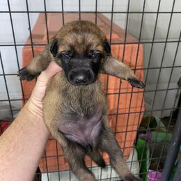 Belgian Malinois, Dutch Shepherd, and xDutch Shepherd Puppies from Raw Nature K9