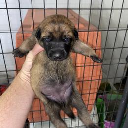 Belgian Malinois, Dutch Shepherd, and xDutch Shepherd Puppies from Raw Nature K9