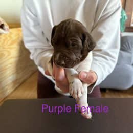 German Shorthaired Pointer Puppies from Bernardonis