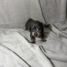 Cash - Gray (blue) male Dachshund puppy in El Mirage, Arizona from Topstar Doxies