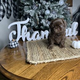 Shih Tzu Puppies from Socal Mother Of Shih Tzus