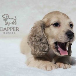 Boy 3 - male Dachshund puppy in Zephyrhills, Florida from Dapper Doxies
