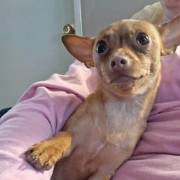 Rose - Chihuahua